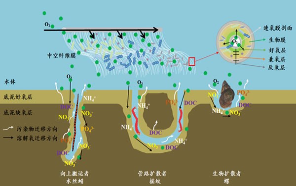 底棲動物+微納米曝氣與無泡透氧生物膜耦合強化脫氮控磷技術工藝包與產品